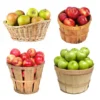 4-in-1 Apple Tree 2 4-in-1 Apple Tree -Deals The Flora Sprout Store 4 in 1 Apple 600x600 f3045961 5398 4298 ab46 f05694ca30e3