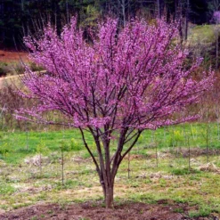 Ace Of Hearts Redbud Tree -Deals The Flora Sprout Store Ace of Hearts 1