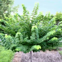 Ace Of Hearts Redbud Tree -Deals The Flora Sprout Store Ace of Hearts 2