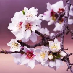 All-in-One Almond Tree -Deals The Flora Sprout Store All in One Almond 3 213f37af fac9 49c5 8a19 0aa42ca679e9