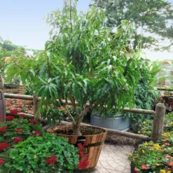 Alphonso Mango -Deals The Flora Sprout Store Alphonso Mango 1 FGT