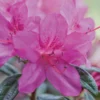 Autumn Amethyst® Encore® Azalea 2 Autumn Amethyst® Encore® Azalea -Deals The Flora Sprout Store Amathyst Encore Azalea 600x600 d5c85a1a 96c9 437b b713 6a0b44fcc575