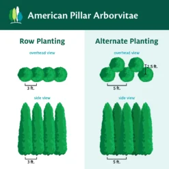 Full Speed A Hedge® American Pillar Arborvitae 15 Full Speed A Hedge® American Pillar Arborvitae -Deals The Flora Sprout Store AmericanPillarArborvitae