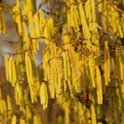 American Hazelnut Filbert 11 American Hazelnut Filbert -Deals The Flora Sprout Store American Hazelnut 2