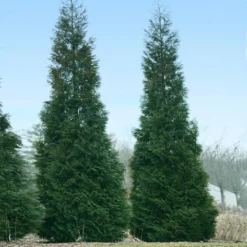 Full Speed A Hedge® American Pillar Arborvitae 11 Full Speed A Hedge® American Pillar Arborvitae -Deals The Flora Sprout Store American Pillar Arborvitae 1