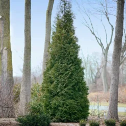Full Speed A Hedge® American Pillar Arborvitae 12 Full Speed A Hedge® American Pillar Arborvitae -Deals The Flora Sprout Store American Pillar Arborvitae 2