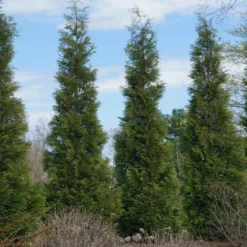 Full Speed A Hedge® American Pillar Arborvitae 13 Full Speed A Hedge® American Pillar Arborvitae -Deals The Flora Sprout Store American Pillar Arborvitae 3