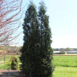Full Speed A Hedge® American Pillar Arborvitae 14 Full Speed A Hedge® American Pillar Arborvitae -Deals The Flora Sprout Store American Pillar Arborvitae 5 FGT
