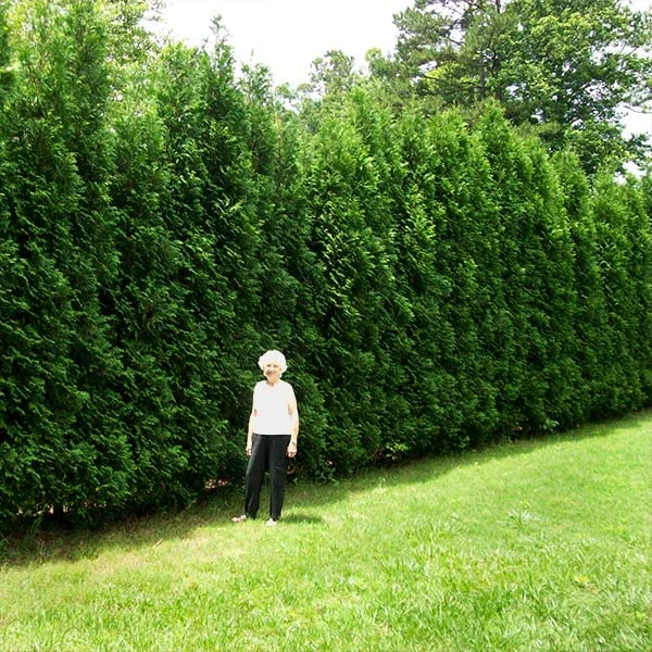 Full Speed A Hedge® American Pillar Arborvitae 3 Full Speed A Hedge® American Pillar Arborvitae