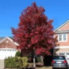 American Red Maple Tree 2 American Red Maple Tree -Deals The Flora Sprout Store American Red Maple FGT 600x600 492d9cf8 88f9 4386 a55f fc705add88cf