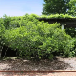 Apollo Winterberry Holly Shrub -Deals The Flora Sprout Store Apollo WInterberry 2