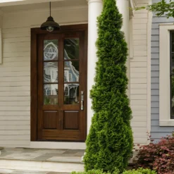 Degroot's Spire Thuja Arborvitae Tree -Deals The Flora Sprout Store Arborvitae degroots Spire 3