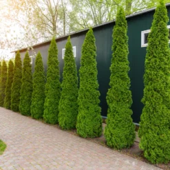 Degroot's Spire Thuja Arborvitae Tree -Deals The Flora Sprout Store Arborvitae degroots Spire 6 FGT