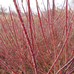 Arctic Fire® Red Twig Dogwood 10 Arctic Fire® Red Twig Dogwood -Deals The Flora Sprout Store Arctic Fire Twig Dogwood 3