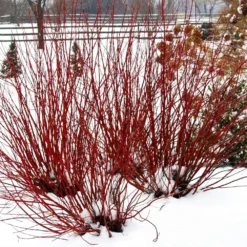Arctic Fire® Red Twig Dogwood 11 Arctic Fire® Red Twig Dogwood -Deals The Flora Sprout Store Arctic Fire Twig Dogwood 5 FGT