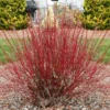 Arctic Fire® Red Twig Dogwood 2 Arctic Fire® Red Twig Dogwood -Deals The Flora Sprout Store Arctic Fire Twig Dogwood FGT 600x600 b778e302 da34 46ed 927d 499b6bb85276