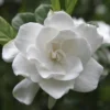 August Beauty Gardenia Shrub -Deals The Flora Sprout Store August Beauty Gardenia 2 FGT