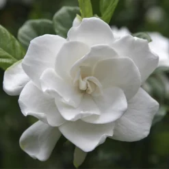 August Beauty Gardenia Shrub