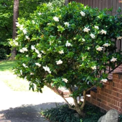 August Beauty Gardenia Shrub 11 August Beauty Gardenia Shrub -Deals The Flora Sprout Store August Beauty Gardenia 3 FGT