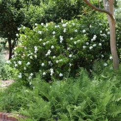 August Beauty Gardenia Shrub 10 August Beauty Gardenia Shrub -Deals The Flora Sprout Store August Beauty Gardenia 4 FGT