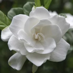 August Beauty Gardenia Shrub 9 August Beauty Gardenia Shrub -Deals The Flora Sprout Store August Beauty Gardenia FGT 600x600 bef31f7d 4b59 484e a528 14d16f570e49