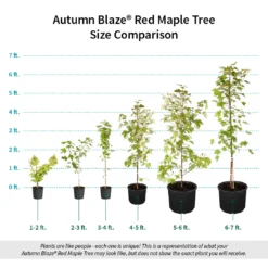 Autumn Blaze® Red Maple Tree 17 Autumn Blaze® Red Maple Tree -Deals The Flora Sprout Store Autumn Blaze Red Maple Size Comparison ugc test