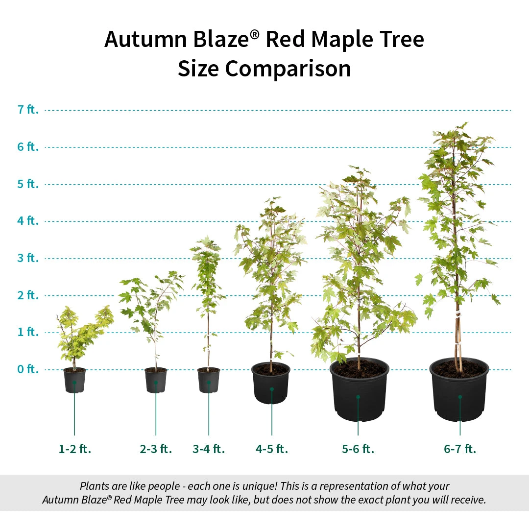 Autumn Blaze® Red Maple Tree 10 Autumn Blaze® Red Maple Tree - Image 8
