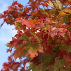 Autumn Blaze® Red Maple Tree 15 Autumn Blaze® Red Maple Tree -Deals The Flora Sprout Store Autumn Blaze Maple 1 FGT 02e73945 a16c 4061 b9a0 6b4cb44f5bb6