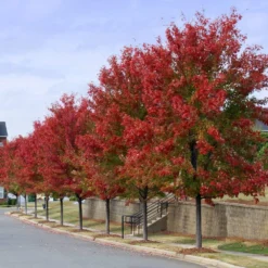 Autumn Blaze® Red Maple Tree 14 Autumn Blaze® Red Maple Tree -Deals The Flora Sprout Store Autumn Blaze Maple 3 FGT