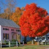 Autumn Blaze® Red Maple Tree 1 Autumn Blaze® Red Maple Tree -Deals The Flora Sprout Store Autumn Blaze Maple FGT 600x600 ff448029 ba05 4007 837e f320ae56420e