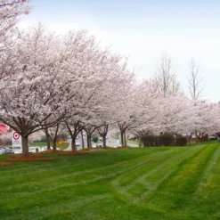 Autumn Cherry Tree -Deals The Flora Sprout Store Autumn Cherry 1