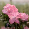 Autumn Debutante® Encore® Azalea 1 Autumn Debutante® Encore® Azalea -Deals The Flora Sprout Store Autumn Debutante Encore FGT 600x600 35b13a59 d650 4ece bdbc dda26d308139