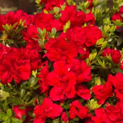 Autumn Bonfire® Encore® Azalea 8 Autumn Bonfire® Encore® Azalea -Deals The Flora Sprout Store Autumn Encore Bonfire Azaleas 1