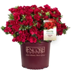 Autumn Fire® Encore® Azalea Shrub 12 Autumn Fire® Encore® Azalea Shrub -Deals The Flora Sprout Store Autumn Fire Encore Azalea 1