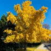 Autumn Gold Ginkgo Tree 1 Autumn Gold Ginkgo Tree -Deals The Flora Sprout Store Autumn Gold Ginkgo Biloba FGT 600x600 c5e614ed b912 42be 88d8 3707ca840882
