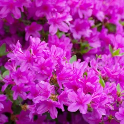 Autumn Royalty® Encore® Azalea -Deals The Flora Sprout Store Autumn Royalty Encore Azalea 3 FGT