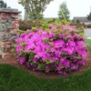 Autumn Royalty® Encore® Azalea 2 Autumn Royalty® Encore® Azalea -Deals The Flora Sprout Store Autumn Royalty Encore Azalea 600x600 FGT