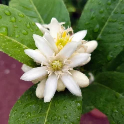 Buddha's Hand Citron Tree 12 Buddha's Hand Citron Tree -Deals The Flora Sprout Store BUddhas Hand Citrus 4 b5693898 6a3b 4724 b4fc 03ef34337a89