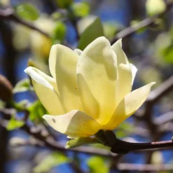 Magnolia 'Butterflies' Tree 9 Magnolia 'Butterflies' Tree -Deals The Flora Sprout Store BUtterflies Magnolia 3 FGT