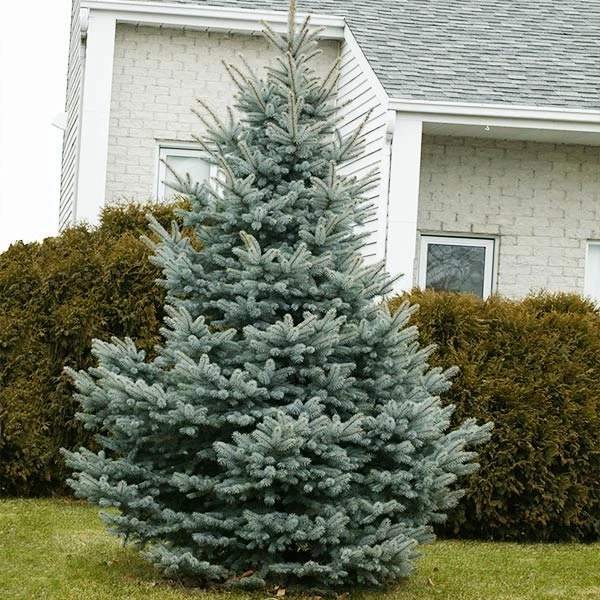 Baby Blue Spruce Tree 3 Baby Blue Spruce Tree