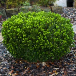 Baby Gem™ Boxwood Shrub 13 Baby Gem™ Boxwood Shrub -Deals The Flora Sprout Store Baby Gem 1