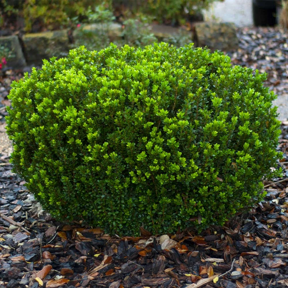 Baby Gem™ Boxwood Shrub 8 Baby Gem™ Boxwood Shrub - Image 6