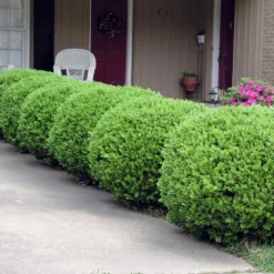 Baby Gem™ Boxwood Shrub 11 Baby Gem™ Boxwood Shrub -Deals The Flora Sprout Store Baby Gem 2