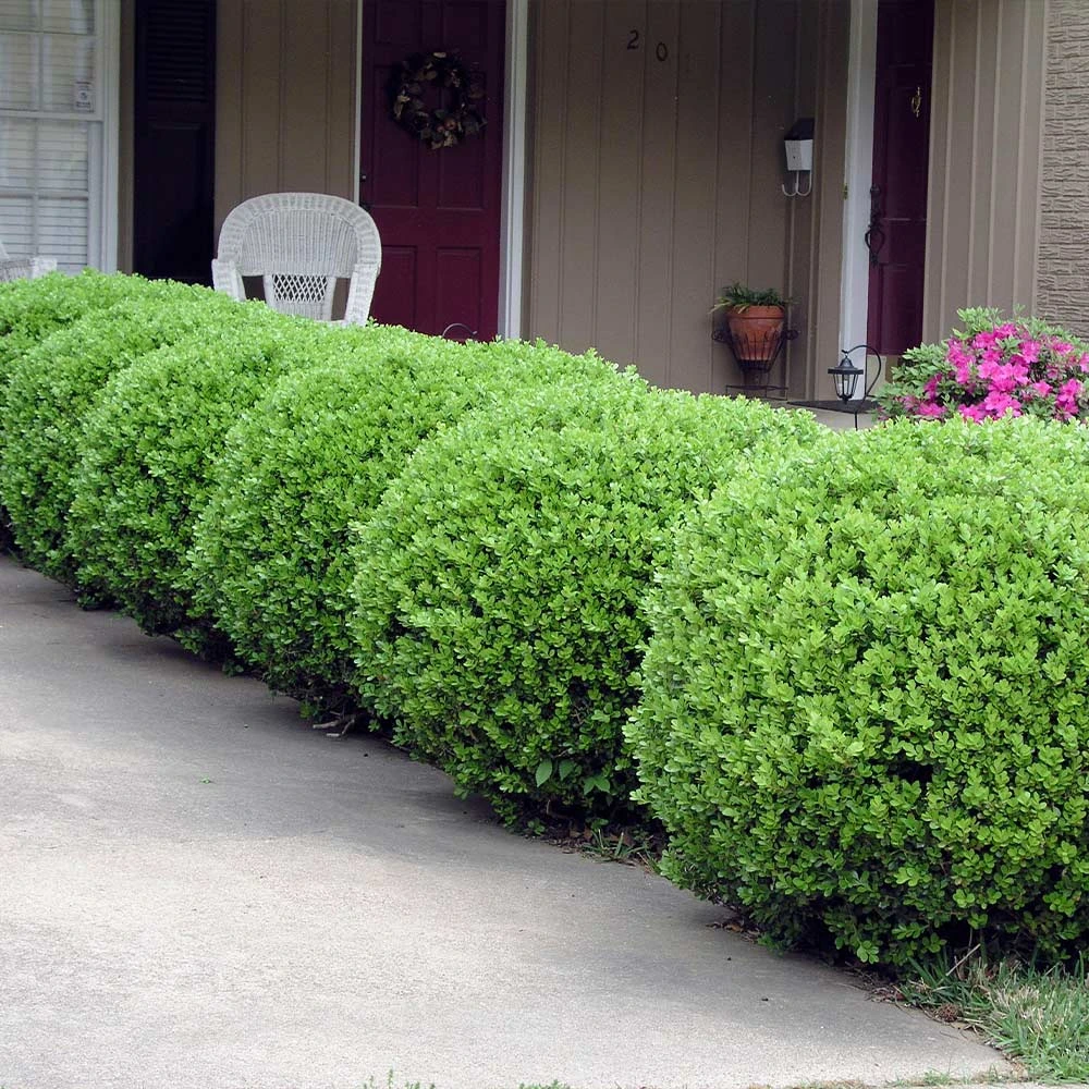Baby Gem™ Boxwood Shrub 6 Baby Gem™ Boxwood Shrub - Image 4