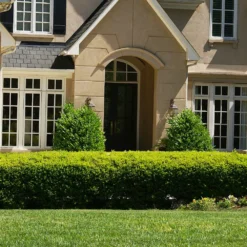 Baby Gem™ Boxwood Shrub 10 Baby Gem™ Boxwood Shrub -Deals The Flora Sprout Store Baby Gem 4