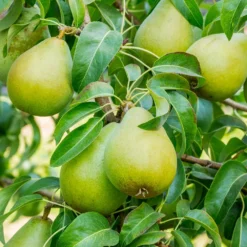 5-in-1 Pear Surprise Tree 9 5-in-1 Pear Surprise Tree -Deals The Flora Sprout Store Bartlett Pear 3 BB