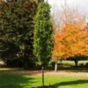 Beacon Swamp White Oak Tree -Deals The Flora Sprout Store Beacon Swamp Oak 600x600 e2290bc8 934c 4711 a1e3 7b0fa177d095