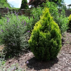 Berckman's Gold Arborvitae 10 Berckman's Gold Arborvitae -Deals The Flora Sprout Store Berckmans Arborvitae 1 FGT