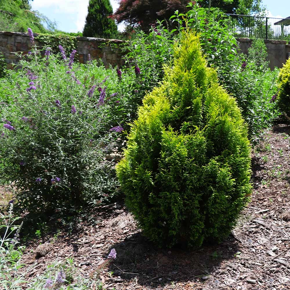 Berckman's Gold Arborvitae 6 Berckman's Gold Arborvitae - Image 4