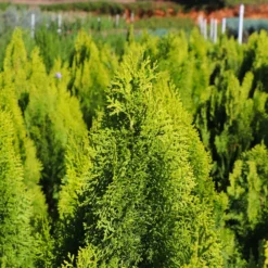 Berckman's Gold Arborvitae 11 Berckman's Gold Arborvitae -Deals The Flora Sprout Store Berckmans Arborvitae 8